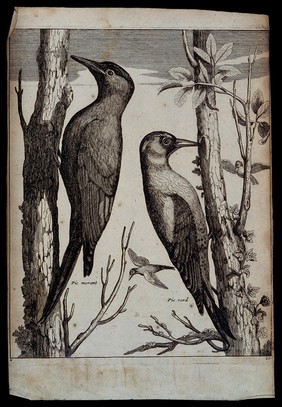 Two woodpeckers. Engraving.