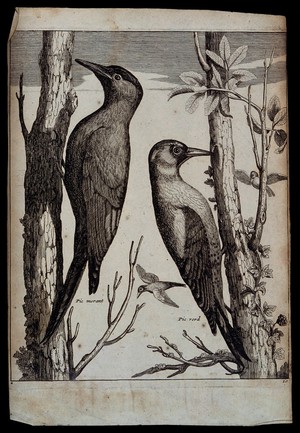 view Two woodpeckers. Engraving.