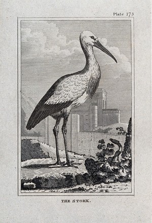 view A stork. Etching with engraving.