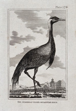 view A Numidian crane. Etching with engraving.