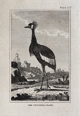 A crowned crane. Etching with engraving.