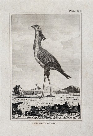 view A secretary bird. Etching with engraving.