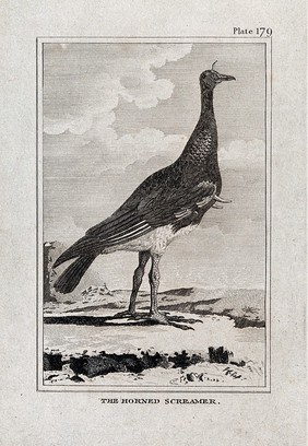 A horned screamer bird. Etching with engraving.