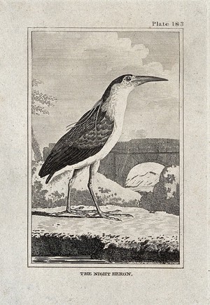 view A night heron. Etching with engraving.