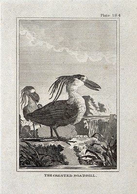 A crested boat-bill. Etching with engraving.