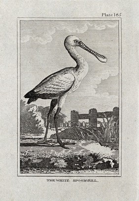 A white spoon-bill. Etching with engraving.