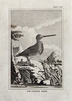 view A common snipe. Etching with engraving.