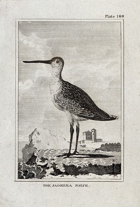 A Jadreka snipe. Etching with engraving.