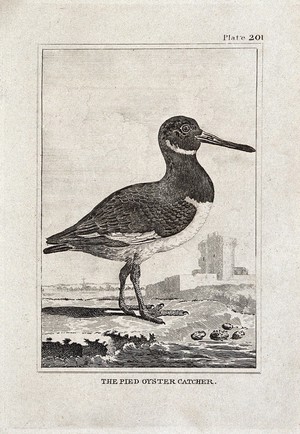 view A pied oyster-catcher. Etching with engraving.