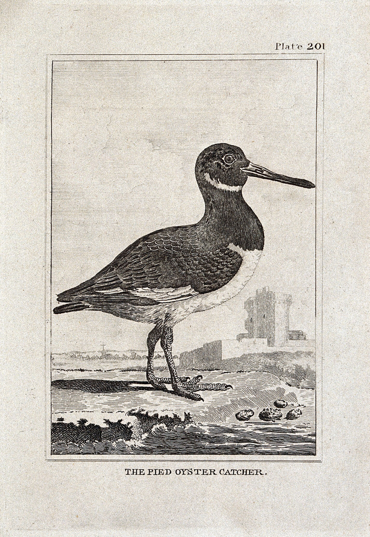 A pied oystercatcher. Etching with engraving. Collection