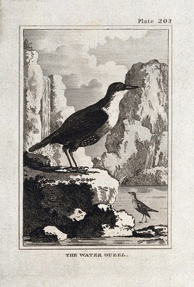 A dipper. Etching with engraving.