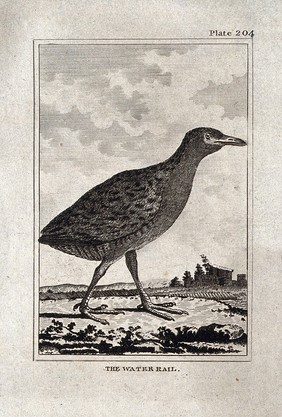 A water rail bird. Etching with engraving.