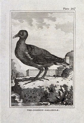 A moorhen. Etching with engraving.