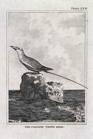 view A common tropic bird. Etching with engraving.