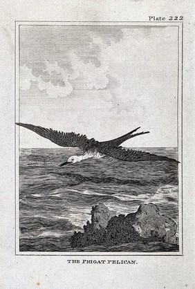 A frigate bird. Etching with engraving.