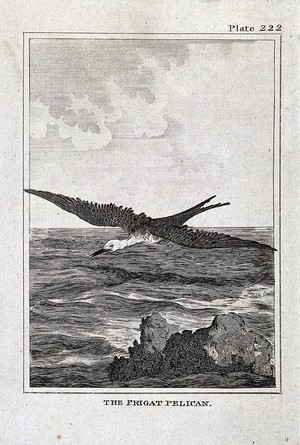 view A frigate bird. Etching with engraving.