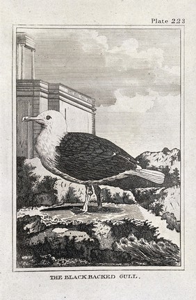 A black-backed gull. Etching with engraving.