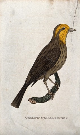 A yellow-headed linnet. Coloured engraving.