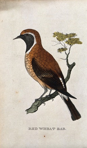 view A bird: a wheatear. Coloured engraving.