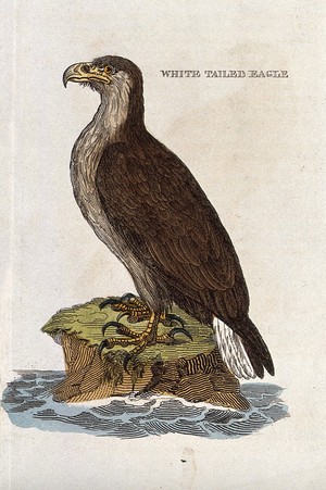 view A white-tailed eagle. Coloured engraving.