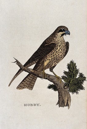 A bird: a hobby. Coloured engraving.