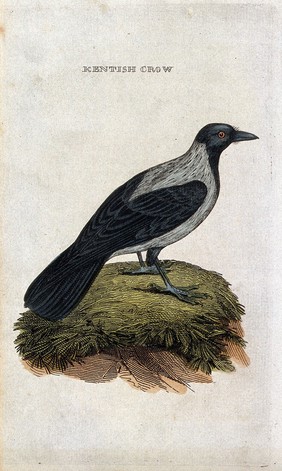 A hooded crow. Coloured engraving.