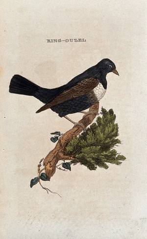 view A bird: a ring-ouzel. Coloured engraving.