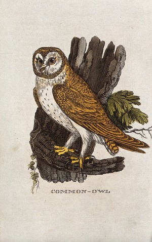 view A tawny owl. Coloured engraving.