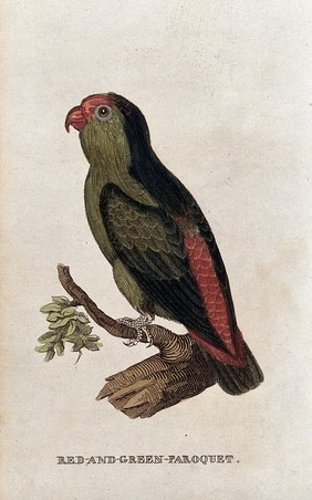 A parakeet. Coloured engraving.