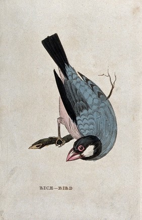 A Java sparrow. Coloured engraving.