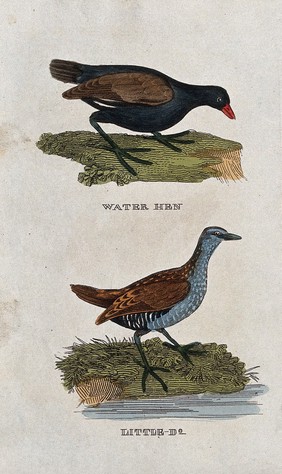 Two water birds: a moorhen and a crake. Coloured engraving.
