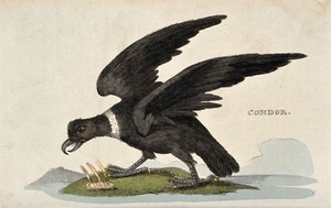 view A condor. Coloured engraving.