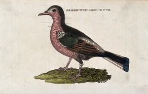view A dove. Coloured engraving.
