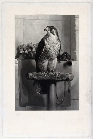 view A peregrine falcon surrounded by harnesses used in falconry. Mezzotint, ca. 1882.