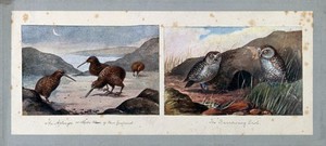 view Kiwis foraging on the shore and two burrowing owls by their burrow. Colour halftones after J. Green.