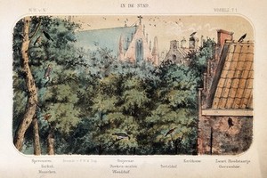 view Birds of the town shown in their natural surroundings. Coloured lithograph by P. Trap.