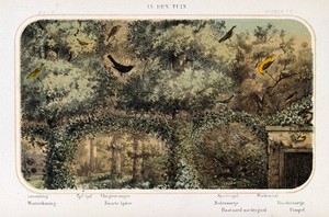 view Birds of the garden shown in their natural surroundings. Coloured lithograph by P. Trap.