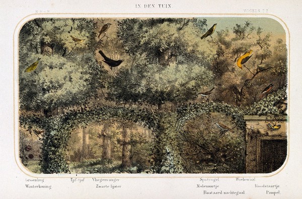 Birds of the garden shown in their natural surroundings. Coloured lithograph by P. Trap.