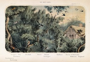 view Birds of the country shown in their natural surroundings. Coloured lithograph by P. Trap.