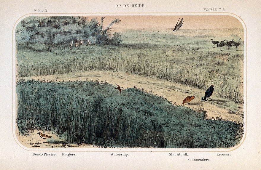 Birds of the heath and moorland shown in their natural surroundings. Coloured lithograph by P. Trap.
