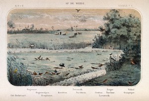 view Birds of the meadow shown in their natural surroundings. Coloured lithograph by P. Trap.