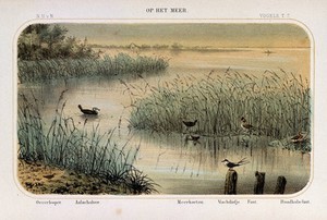 view Birds of the waterside shown in their natural surroundings. Coloured lithograph by P. Trap.