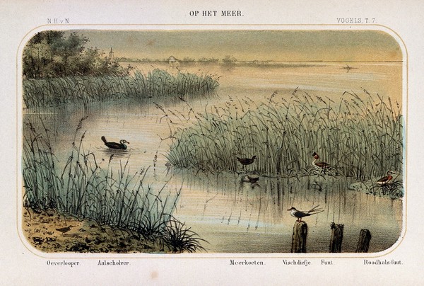 Birds of the waterside shown in their natural surroundings. Coloured lithograph by P. Trap.