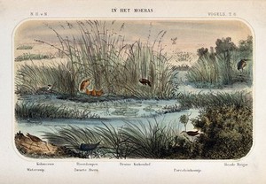 view Birds of the marsh and swamp shown in their natural surroundings. Coloured lithograph by P. Trap.
