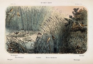 view Birds of the reed beds shown in their natural surroundings. Coloured lithograph by H. Schlegel.