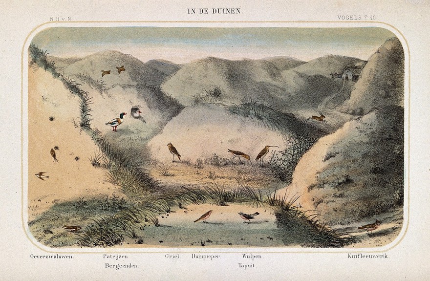 Birds of the sand dunes shown in their natural surroundings. Coloured lithograph by P. Trap.