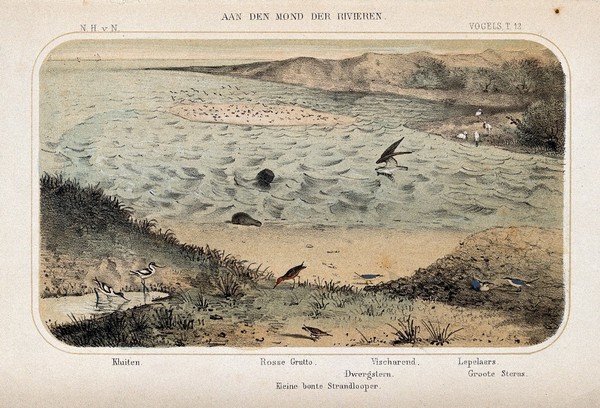 Birds of the river estuary shown in their natural surroundings. Coloured lithograph by P. Trap.