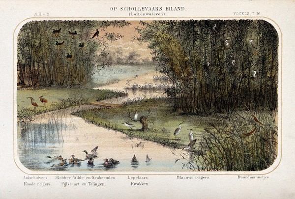 Birdlife on the inland waters of Cormorant's Island, The Netherlands. Coloured lithograph by P. Trap.