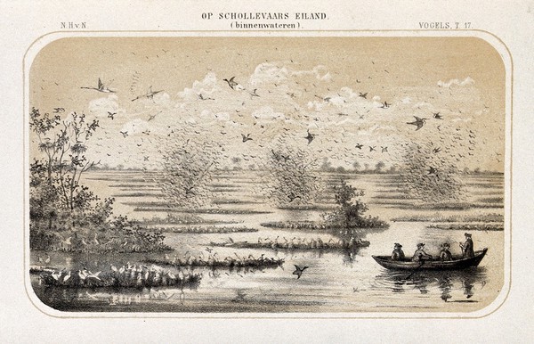 Birdlife on the outlying waters of Cormorant's Island, The Netherlands. Lithograph by P. Trap.