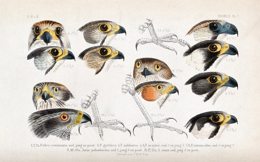 Heads and feet of five types of falcon, a gos-hawk and a sparrow-hawk. Coloured lithograph by P. Trap.